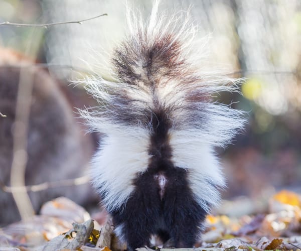 skunk spray removal Whitby