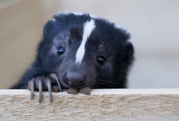 Humane skunk removal in Whitby