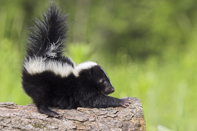 when-do-skunks-have-babies-in-ontario-skunk-control