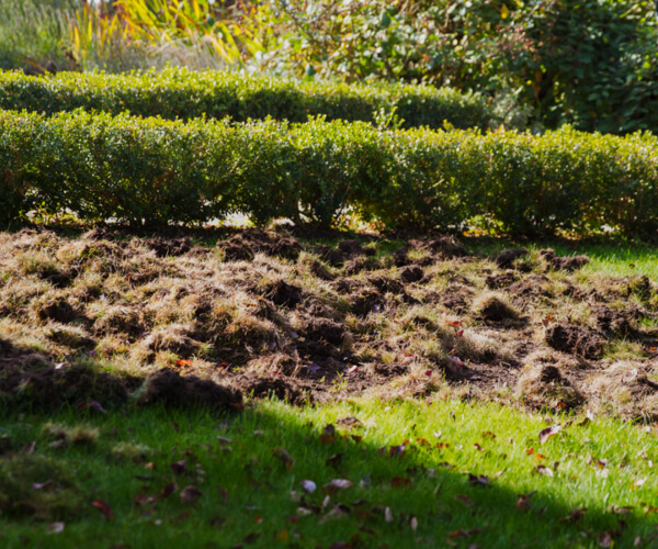 Skunk Lawn Damage Vaughan