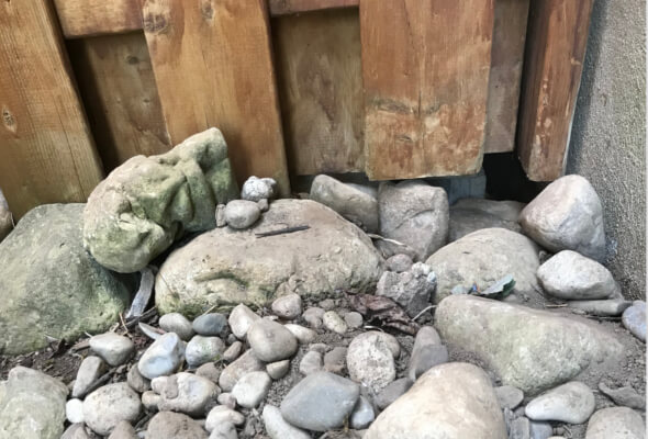 Skunk Entry Point Under Deck Vaughan